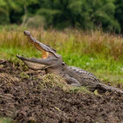 Bau Sau wetland and Siamese crocodile habitat in Cat Tien