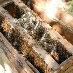 Bee Farm in My Tho Vietnam