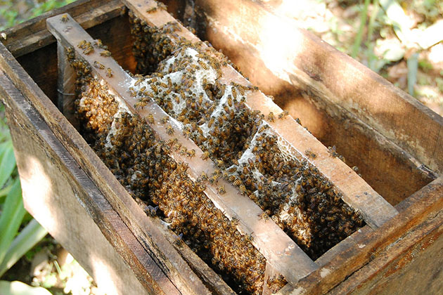 Bee Farm in My Tho Vietnam