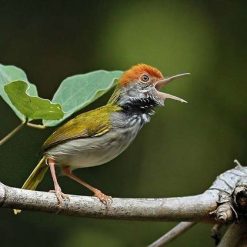 Bird Watching in Nam Cat Tien National Park tour