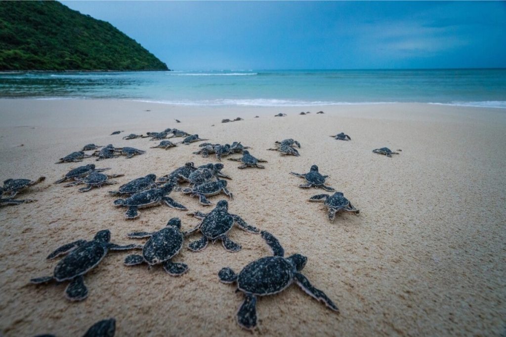 Con Dao Island Travel Guide - Best 10+ Things to Do, Snorkeling & Where to Stay