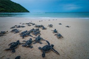 Con Dao Island Travel Guide - Best 10+ Things to Do, Snorkeling & Where to Stay