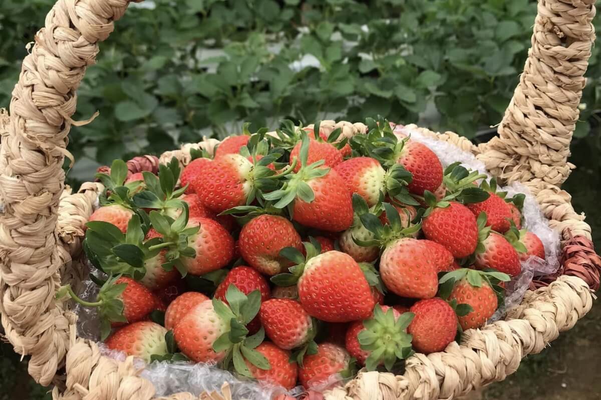 Dalat Fresh Strawberries and Strawberry Products