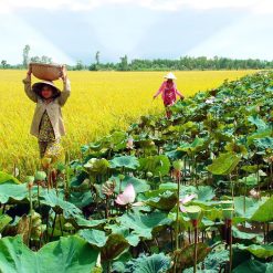 Dong Sen Thap Muoi Tourist Area - discovery Mekong Delta with Saigon Local Tour