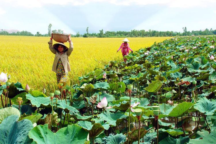 Dong Sen Thap Muoi Tourist Area - discovery Mekong Delta with Saigon Local Tour