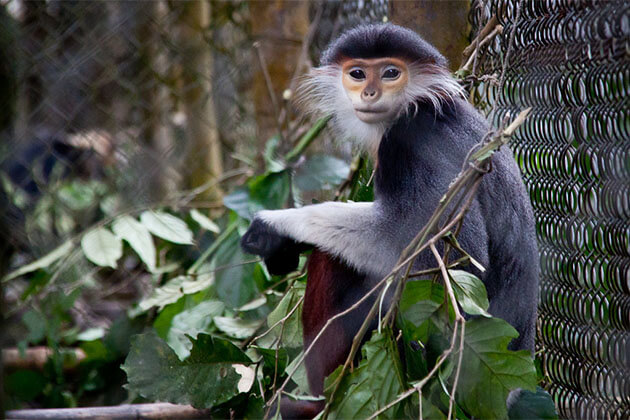 Endangered Primates Rescue Center Nam Cat Tien