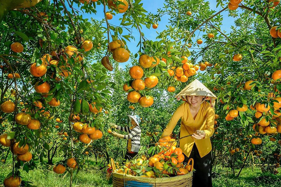 Fresh Fruit Trees - Mekong Delta Tours