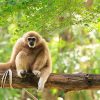 Gibbon at Nam Cat Tien National Park vietnam tour packages from ho chi minh city
