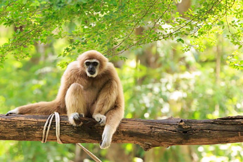 Gibbon at Nam Cat Tien National Park vietnam tour packages