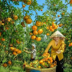Lai-Vung-Dong-Thap-tangerine-garden-mekong-delta-tours