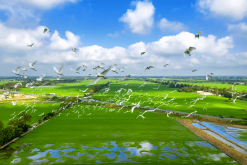 Mekong Delta Tours
