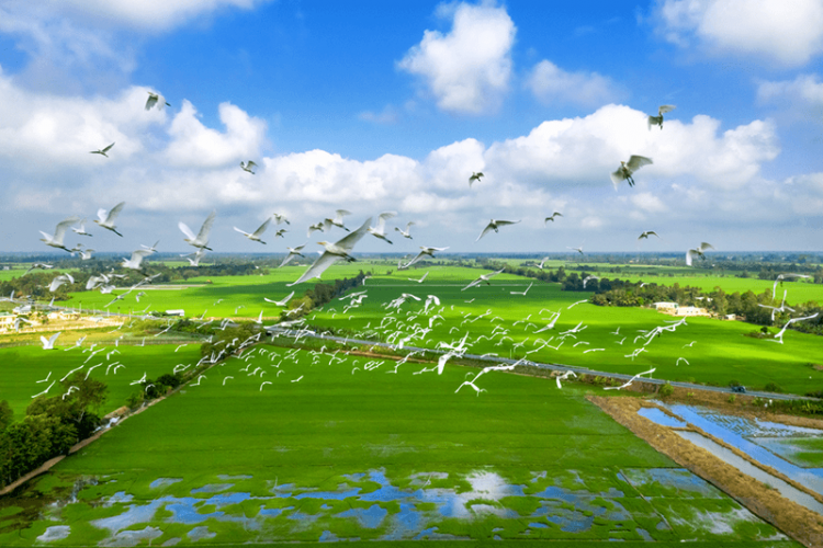 Mekong Delta Tours