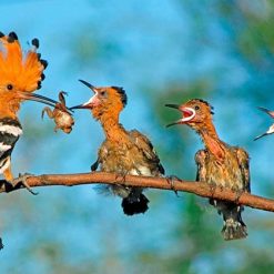 Nam Cat Tien Bird Watching Tour