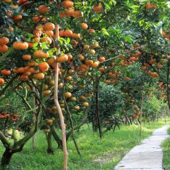 Orchard in Can Tho - Saigon Local Trvel Packages (1)