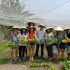 Organic Farm in Ho Chi Minh City Tor