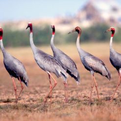 Red-crowned Crane Project in Tram Chim National Park