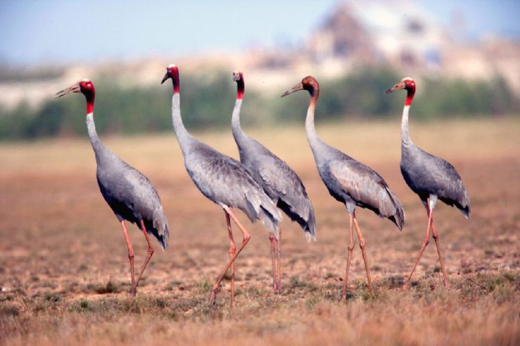 Red-crowned Crane Project in Tram Chim National Park