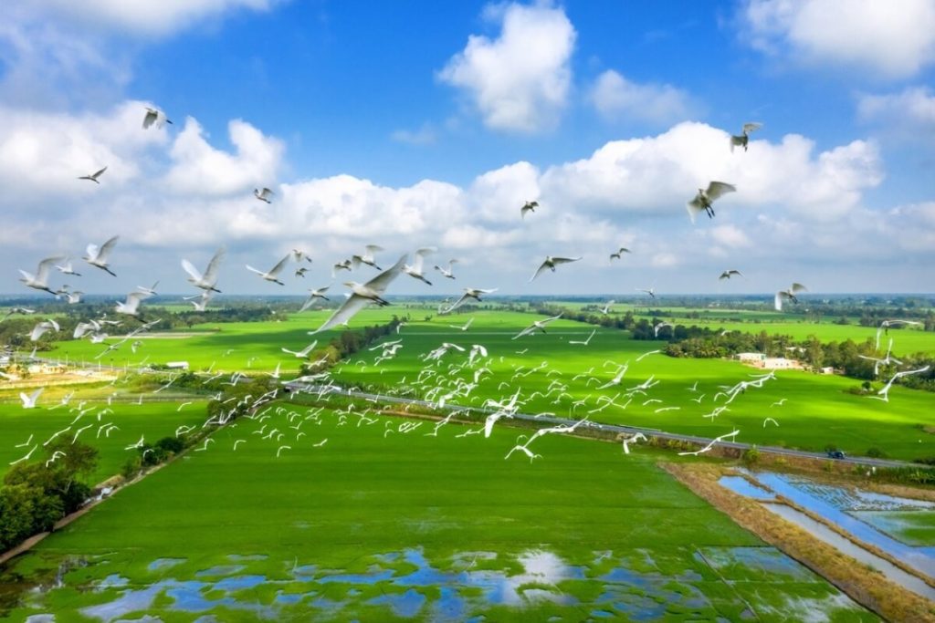 Tram Chim National Park vietnam mekong delta tour 8 days