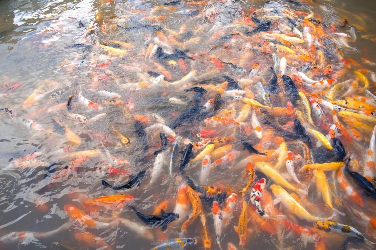 Watch the Incredible Flying Fish Feeding Performance