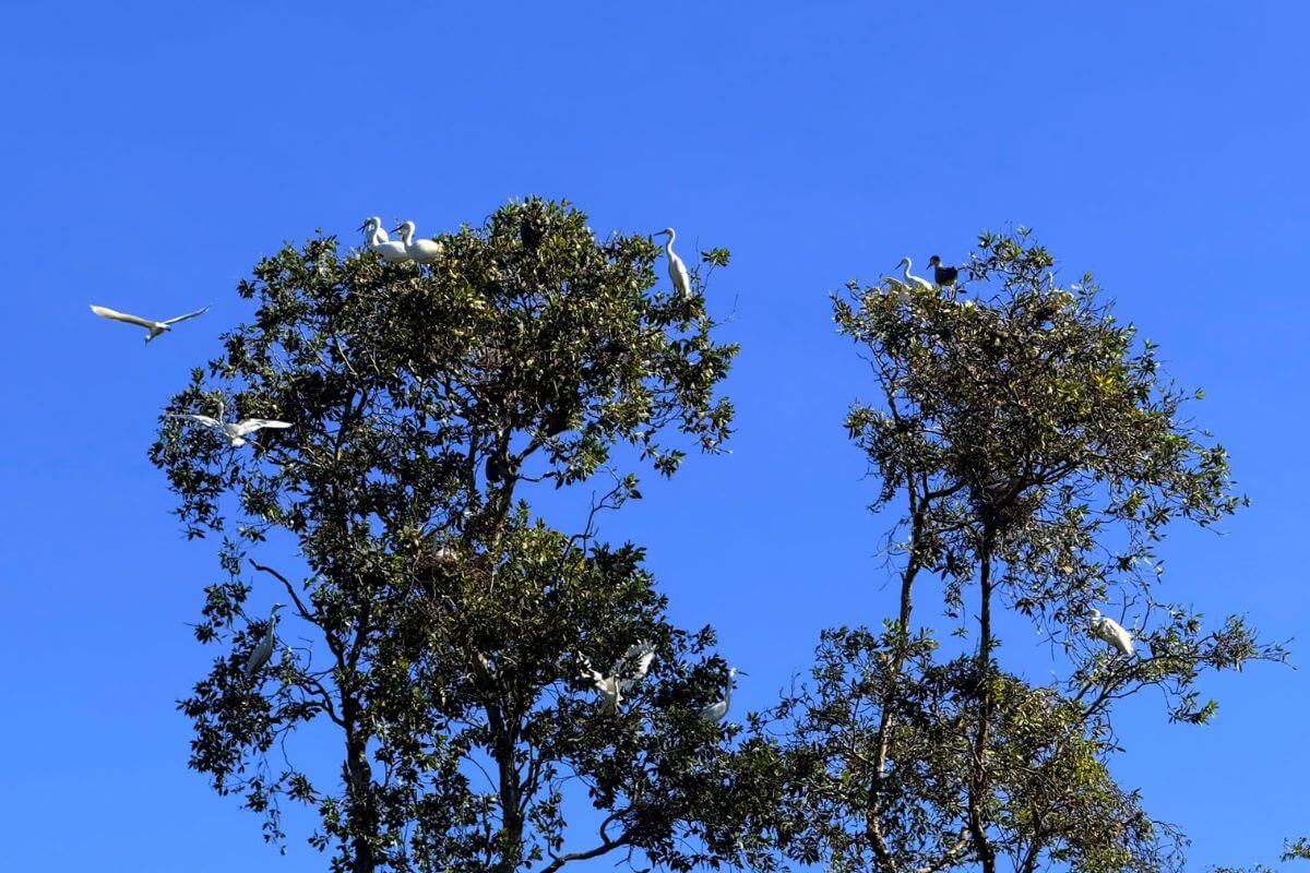 Wildlife and Birdwatching at Tra Su Cajuput Forest