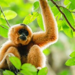 Yellow-cheeked gibbon at Cat Tien wildlife conservation center