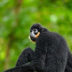 Yellow-cheeked gibbon at the Cat Tien Wildlife Rescue Centre
