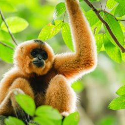 Yellow-cheeked gibbon at the Cat Tien wildlife rescue center