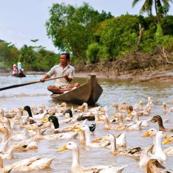 an binh island mekong delta