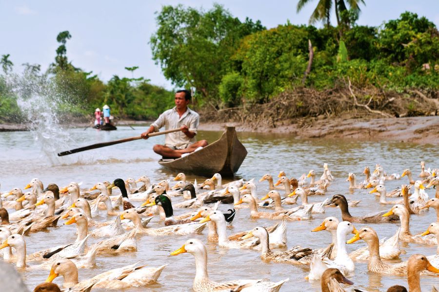 an binh island mekong delta