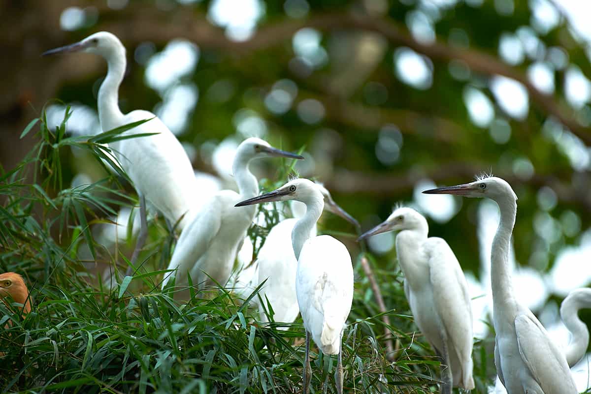 bang-lang-stork-sanctuary-mekong-delta-tours