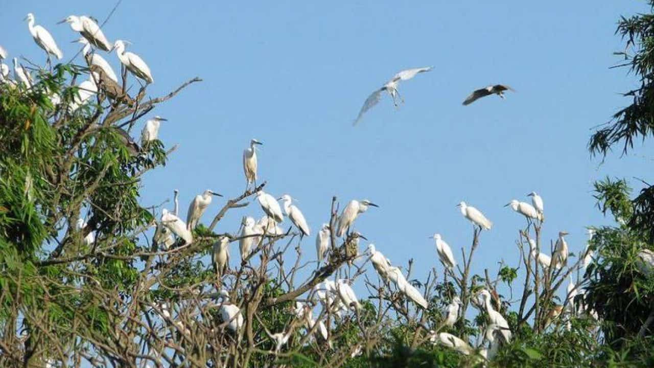 bang-lang-stork-sanctuary-mekong-delta-tours