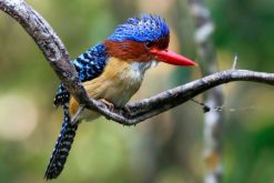bird at nam cat tien national park