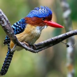 bird at nam cat tien national park tour