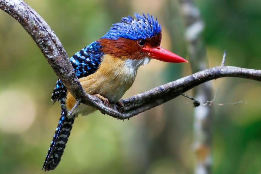 bird at nam cat tien national park tour