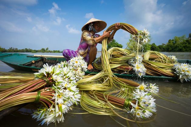 harvest water lily flower in ho chi minh tours