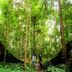 jungle at nam cat tien national park tour