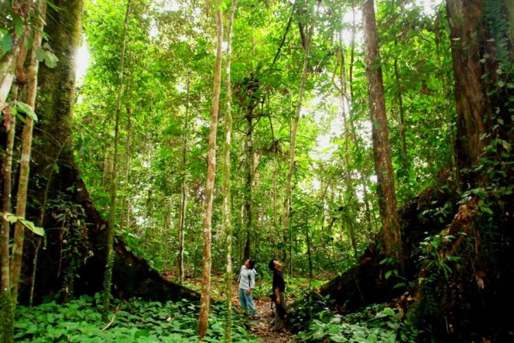 jungle at nam cat tien national park