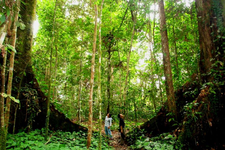 jungle at nam cat tien national park tour