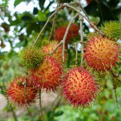 mekong delta fruit orchard