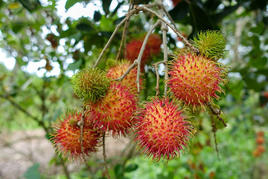 mekong delta fruit orchard