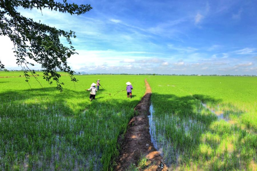 mekong delta rice fields