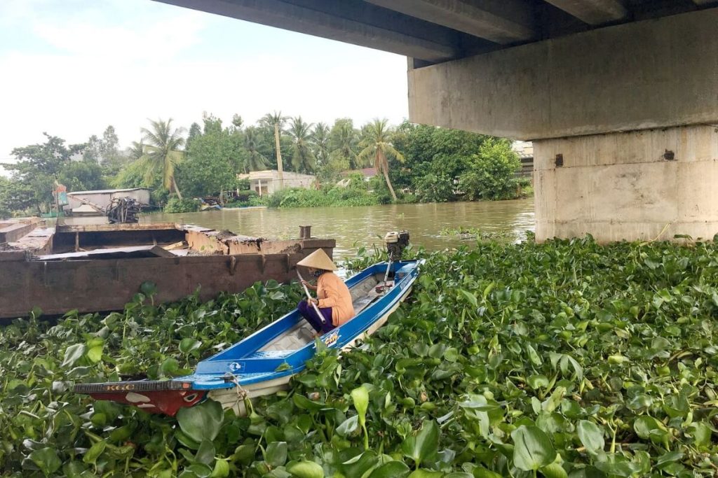 see the locals wave the dried water-hyacinth to make products in mekong delta vietnam