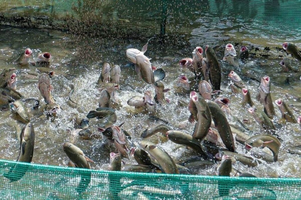 the unique Snakehead Fish Jumping performance in mekong delta tour