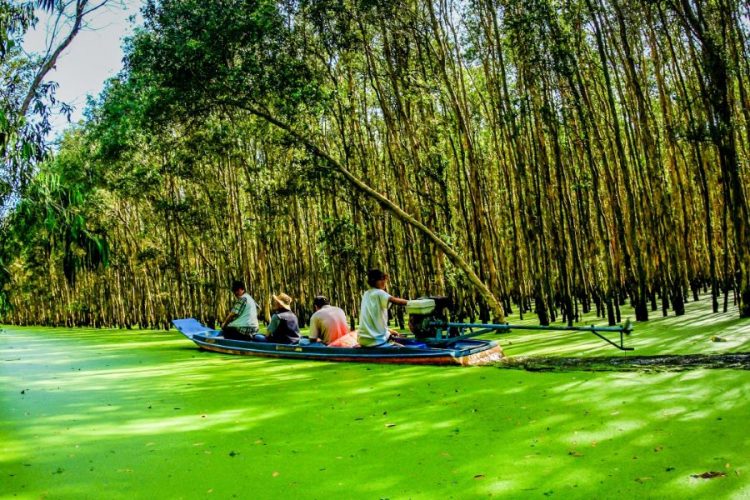 tra su cajuput forest