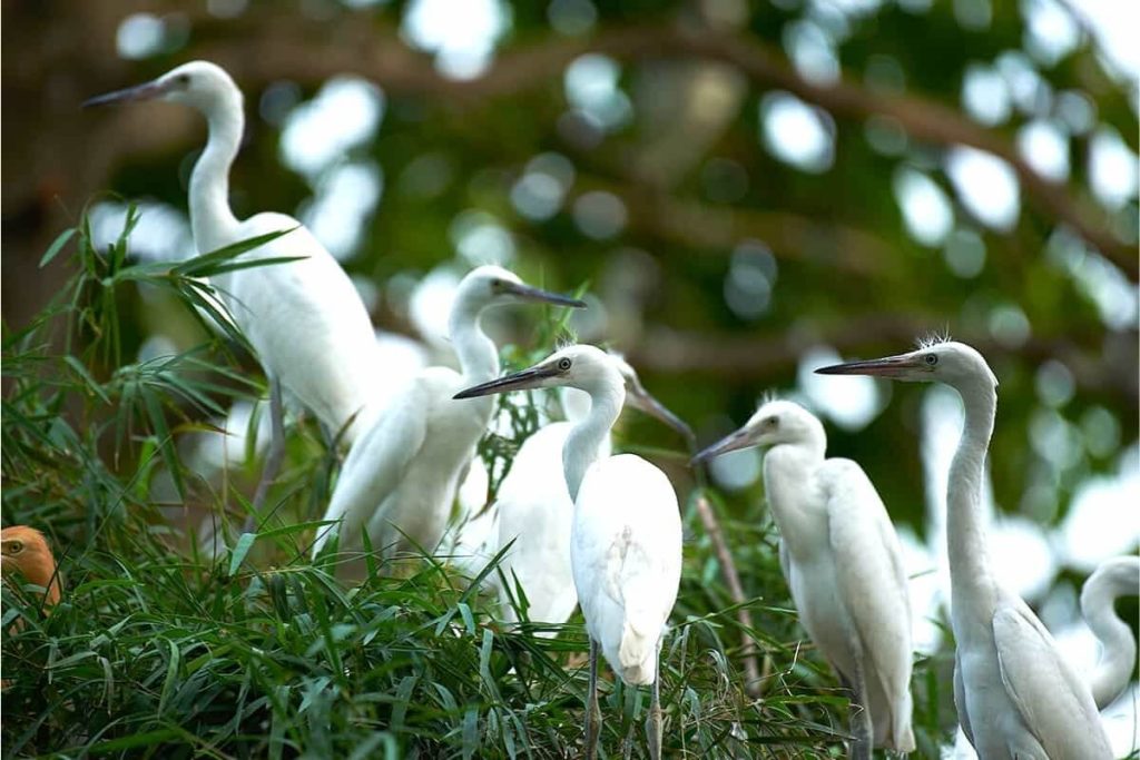 visit Bang Lang Stork Sanctuary in vietnam mekong delta