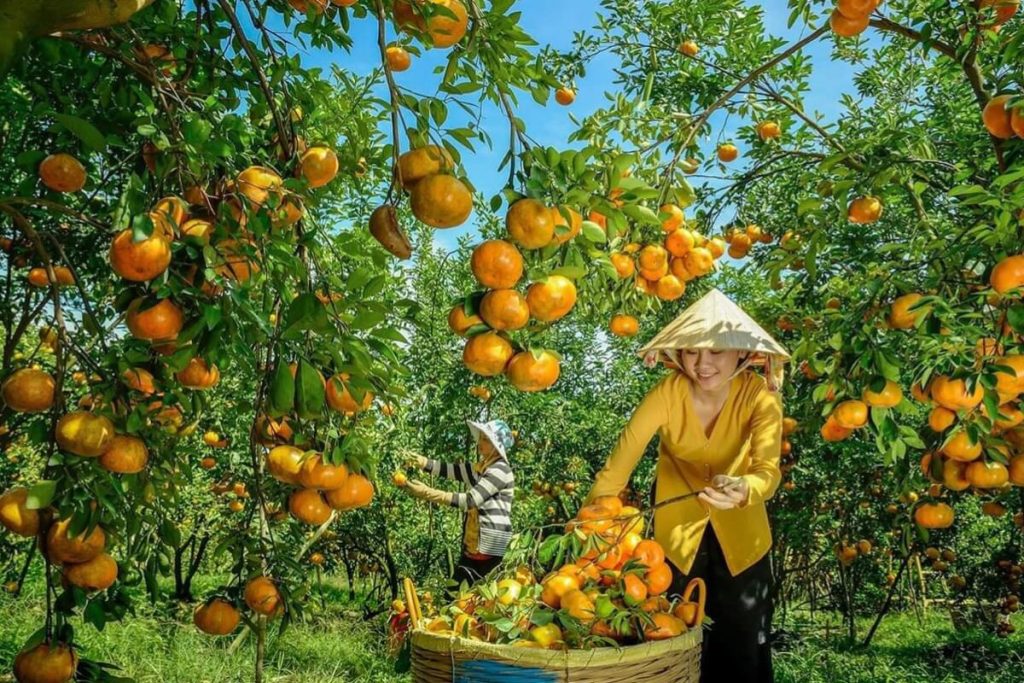 visit Lai Vung tangerine garden in mekong delta tour